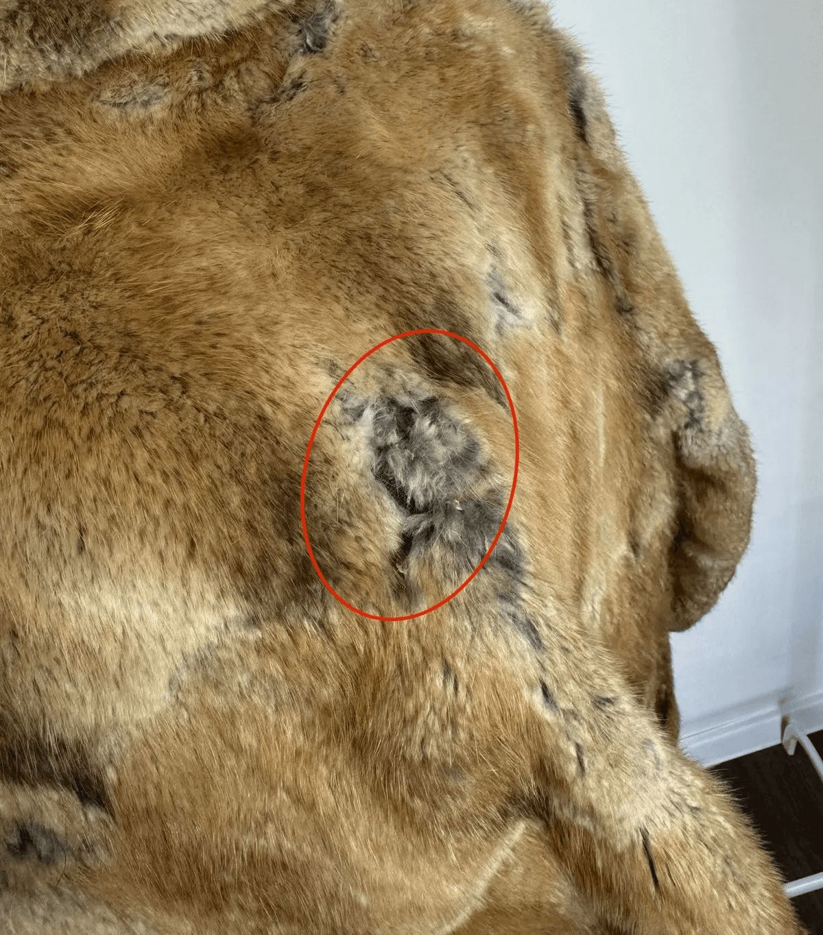 Manteau en fourrure abîmé, zone usée entourée